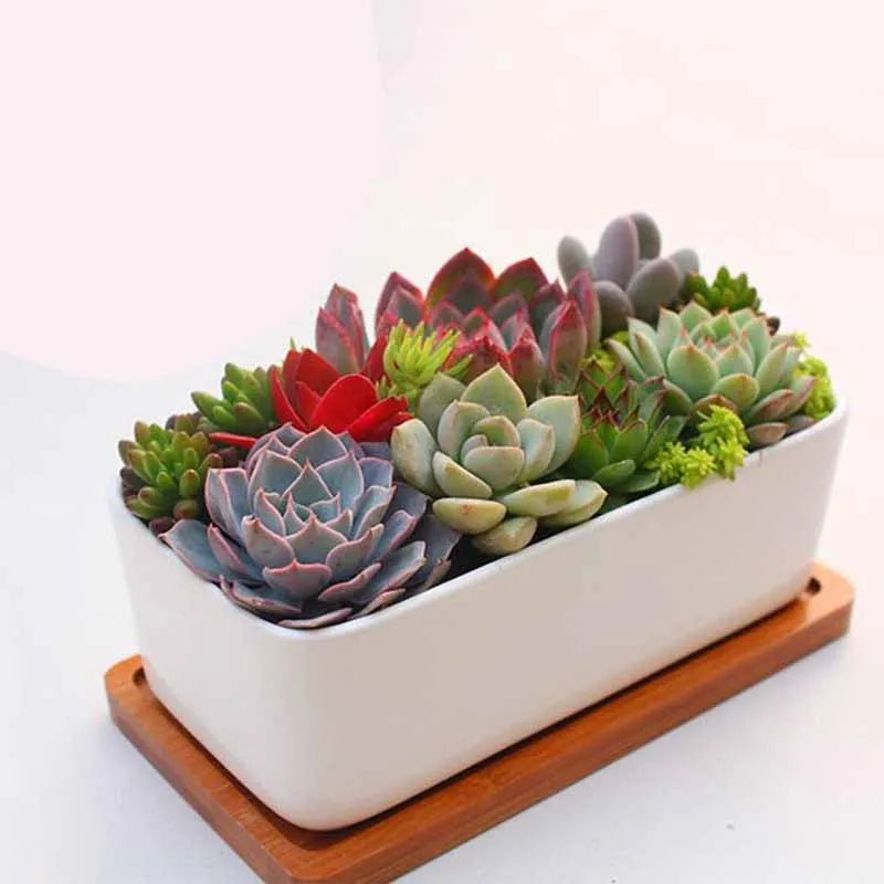 Succulent Plants Fondant Silicone Mold 3d DIY Candle Clay Resin Plaster Chocolate Wax Mould Flower Decorative Molding M2728